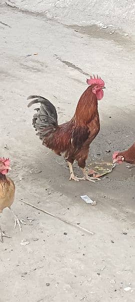 Eggs laying eggs pure dasi grueenty