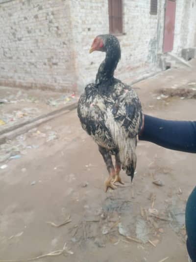 aseel pathey exchange aseel murgion ke Sath