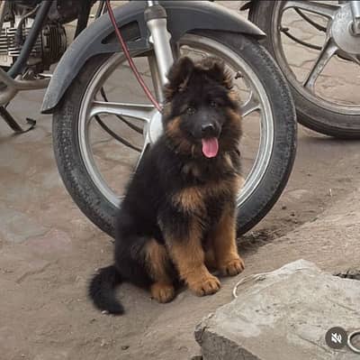 German Shepherd puppy | Long Coat puppies | Dog For Sale | GSD