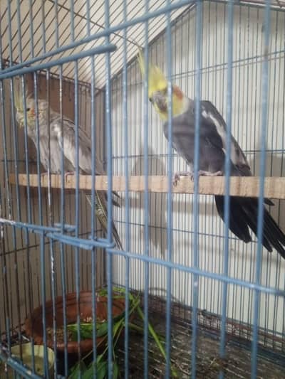 cocktail breeder female