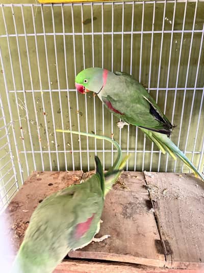 GREEN PARROTS WITH CAGE