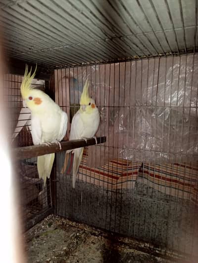 cream cocktail and vpied male and java breeder pair for sell
