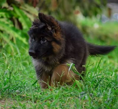 German Shepherd puppy | Long Coat puppies | Dog For Sale | GSD