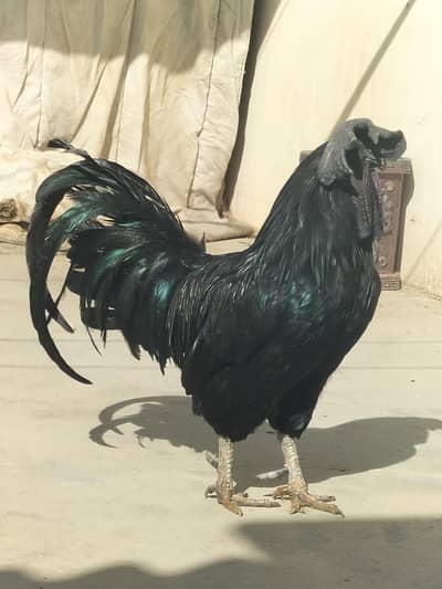 AYAM CEMANI