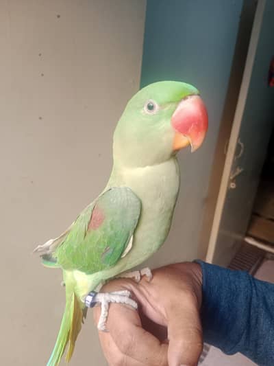 Talking Male Raw Parrot for Sale 0301-1156063