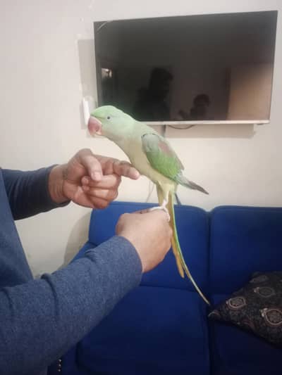 Talking Male Raw Parrot for Sale 0301-1156063