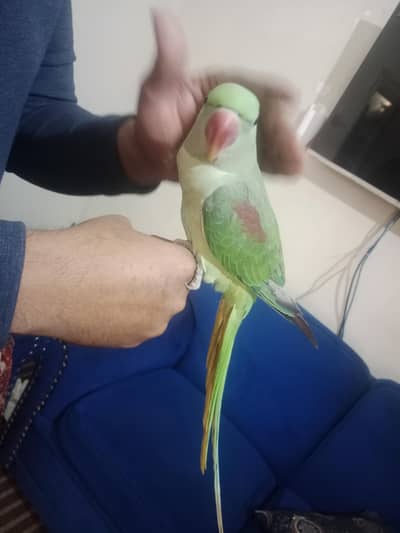 Talking Male Raw Parrot for Sale 0301-1156063