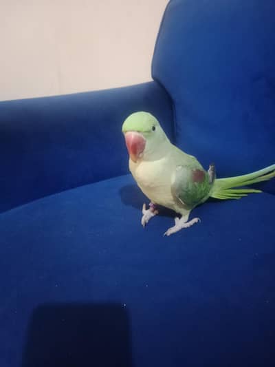 Talking Male Raw Parrot for Sale 0301-1156063