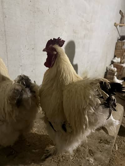 White Male Buff for sale