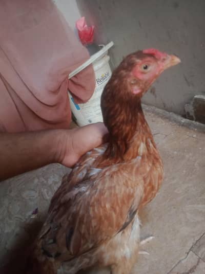 aseel murgi urgent sell