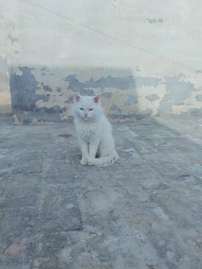 Adult Male cat for sale And Matting 03065552120 What's Aap