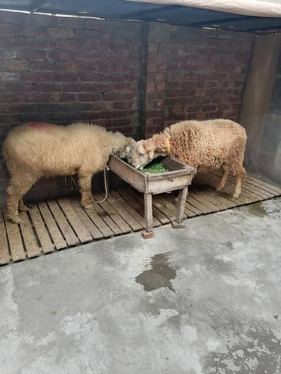 Goat |chhatre | sheep | Breader | | بکری  | bakri for sale.