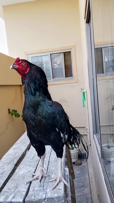 Lassani Mushka Breeder