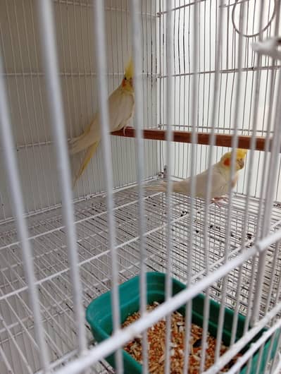 Cocktail Breeder pair