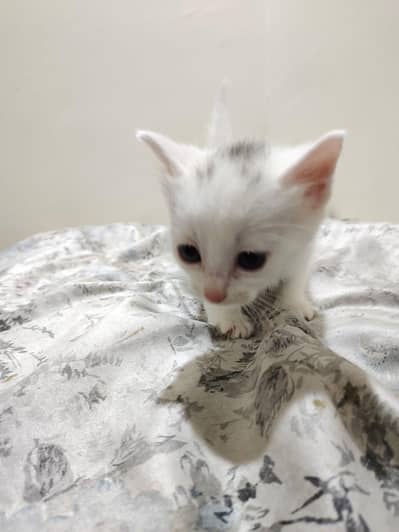 Persian doll face blue eyes kittens for sale on reasonable price