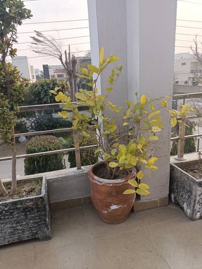 Pots with Plants and Fertile Soil