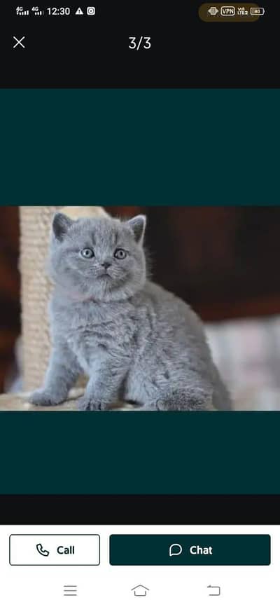 Parisian cat 03306254917 my wattsap