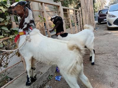 desi bakra mail femaile qurbani k liye Best