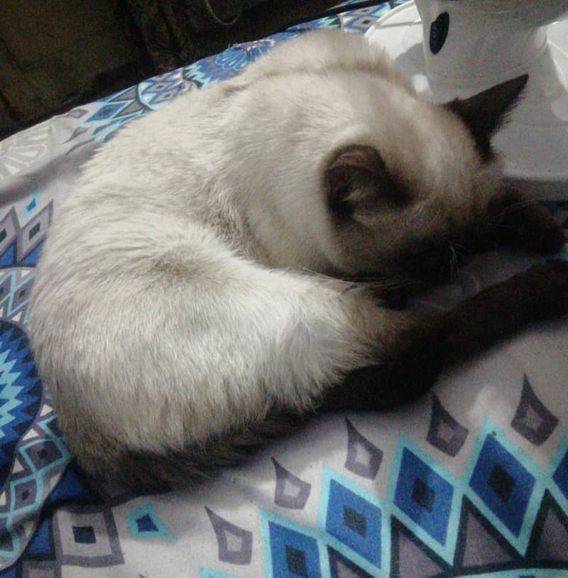 پرشین کیٹ میل وائٹ کلر سیل کے لیۓ دستیاب ہیں 6