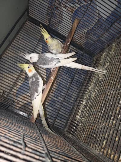 coktail 1 pair and 1 piece for sale