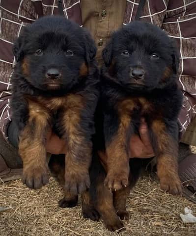 German shepherd long cout pair for sale active and healthy