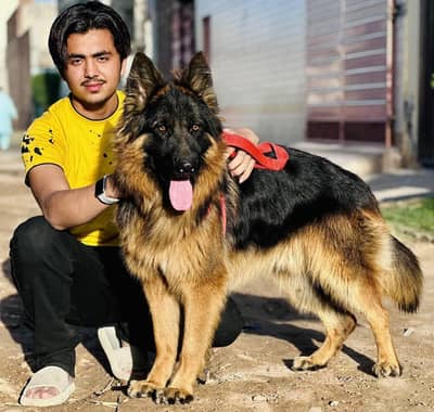 German shepherd for sale