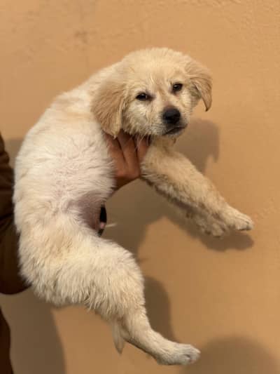 British Labrador for sale