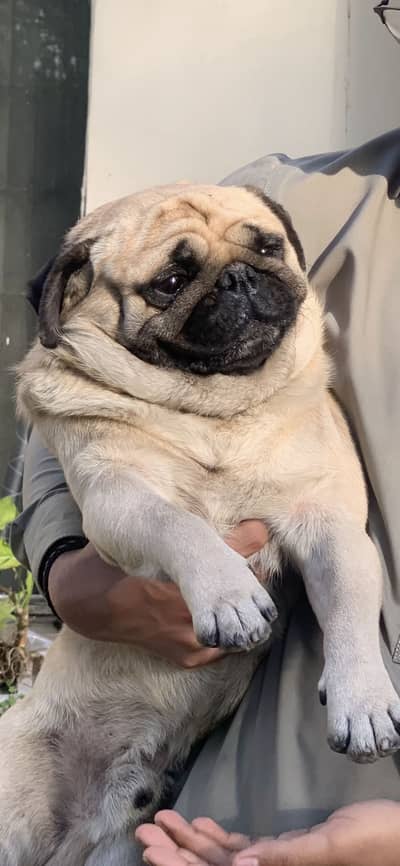 Pedigree Pug mating