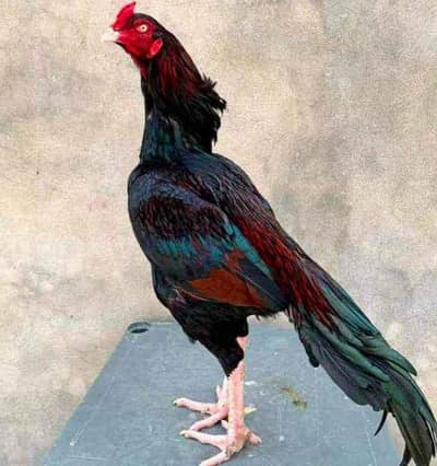 aseel dragon shamo thai Pakistani Fancy chicks