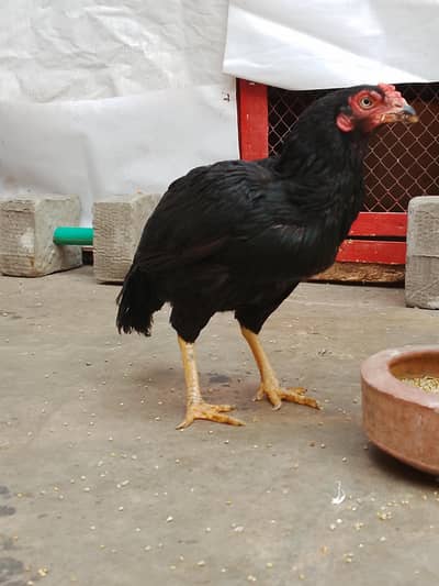 Haseeb aseel birds fasailabad