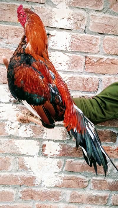 high quality aseal Murga