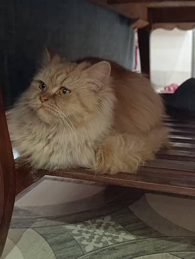 Persian Cat On Heat For Sale