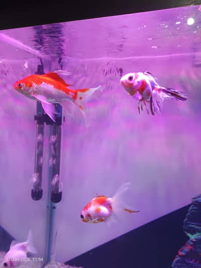 Imported Quality Goldfishs 8 pieces  03154544477