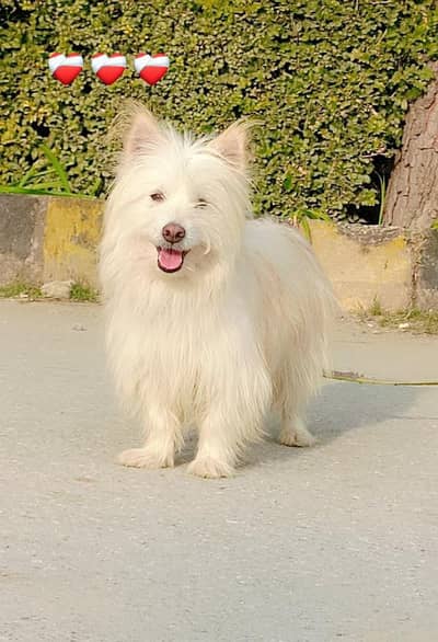 Poodledogfamilymale forsale