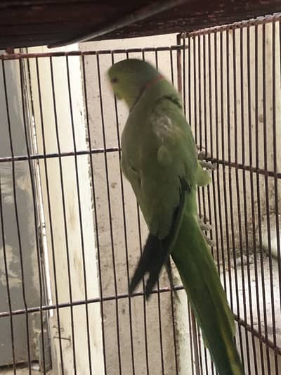 Green parrot