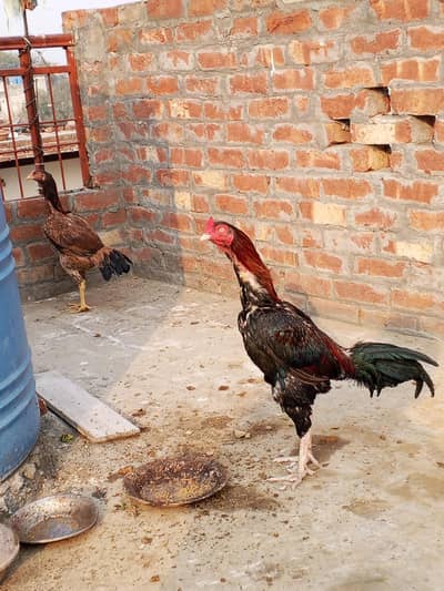 Aseel Breader Male & 2 female