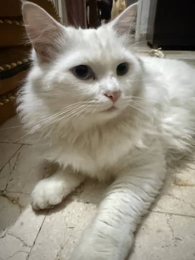Persian cat for sale