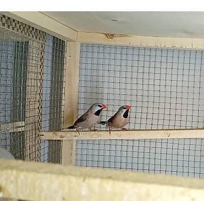 Goldian and shaftail