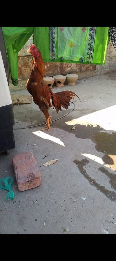 aseel murga  beautiful color