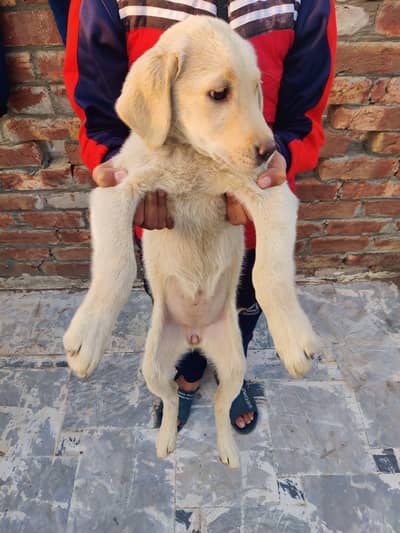 sale for female puppy