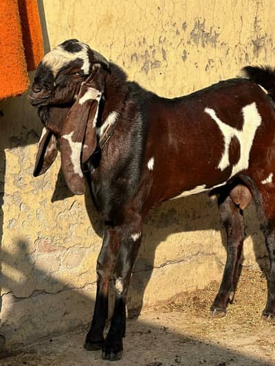 Beetal breeder bakra for sale