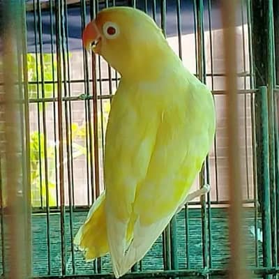 Quality Love Birds Cremino Albino