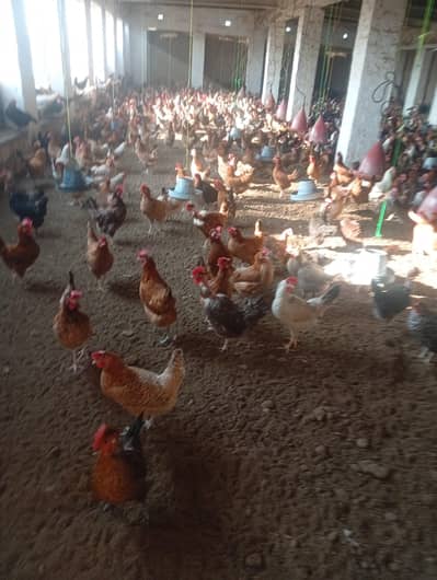 Golden mesri Hens stater