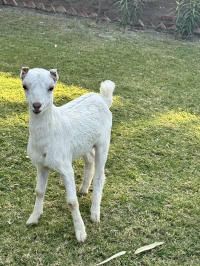 Beautiful 2 months old small ears teddy female