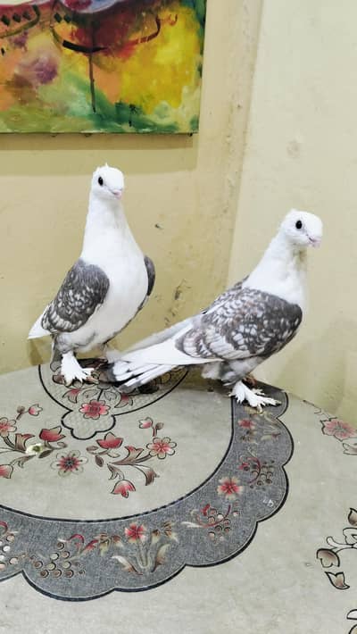 Sentient chocolate cherry Pair