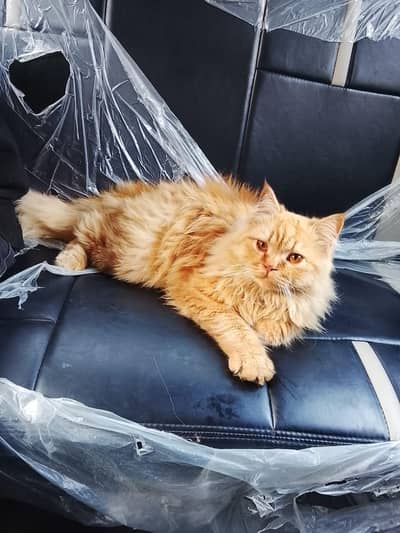 Persian triple coat cat