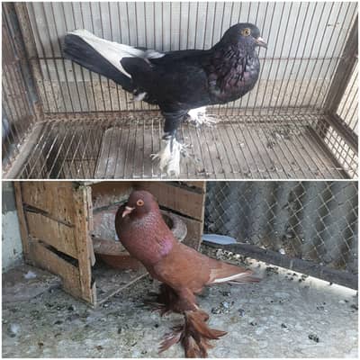red or black pouter female