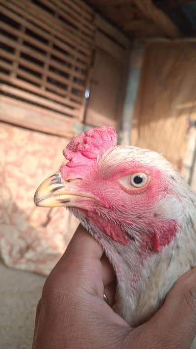 White aseel phata for sale