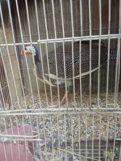 chini murghi for sale nar hai ya madi pta nahi