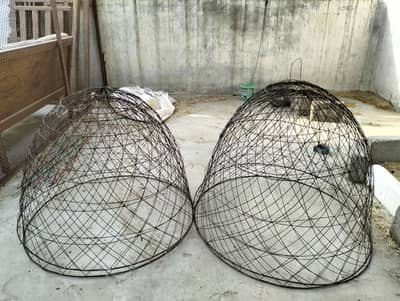 Aseel Tokra available